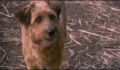 dr dolittle 3-avi_504.jpg